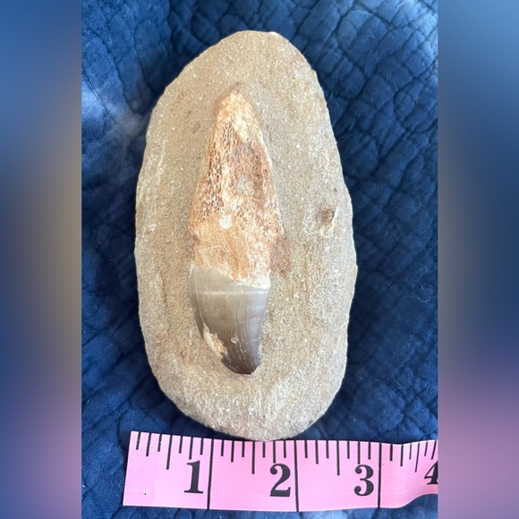 Mosasaurus fossil tooth - Picture 4 of 8